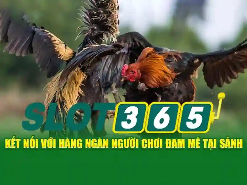 Ưu thế và cạnh tranh của Slot365